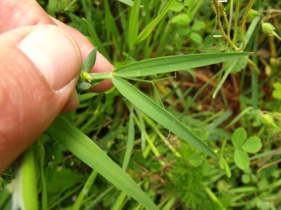 Lathyrus cicera / Cicerchia cicerchiella